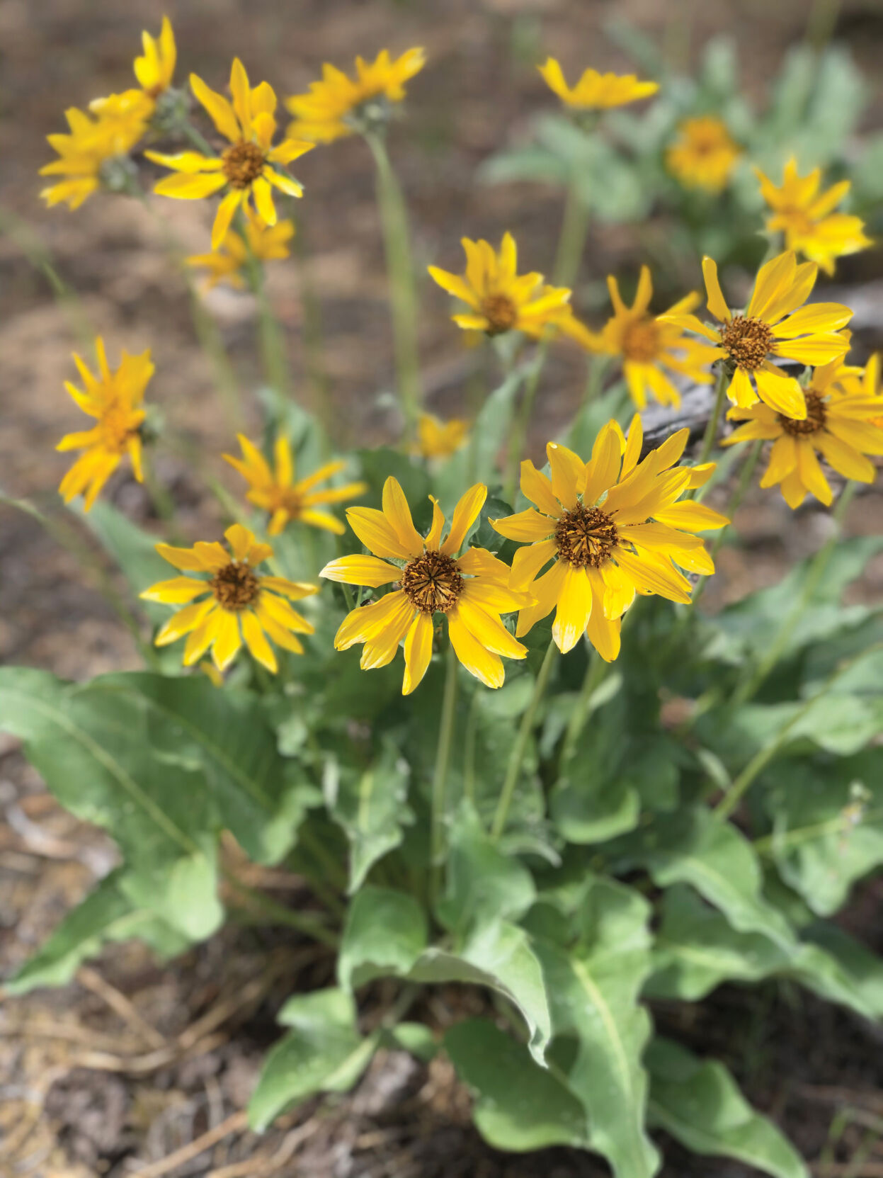 balsam arrowroot